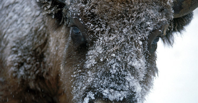 EBCC European Bison Conservation Center