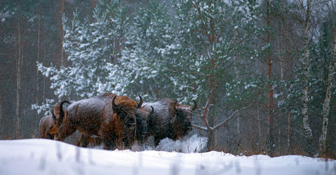 EBCC European Bison Conservation Center