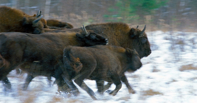 EBCC European Bison Conservation Center