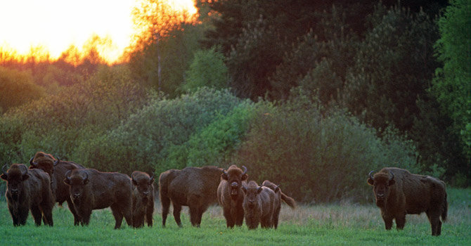 EBCC European Bison Conservation Center