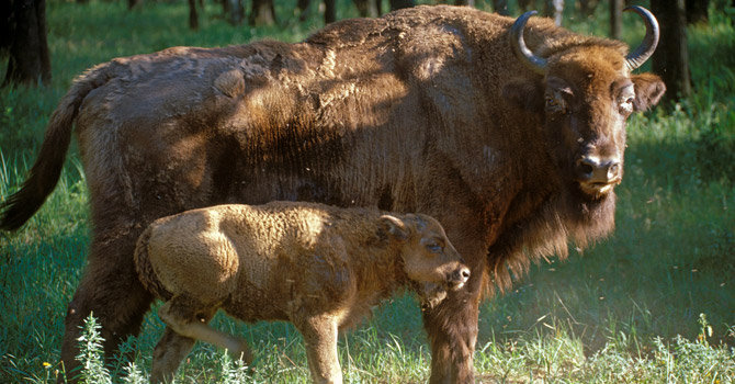 EBCC European Bison Conservation Center