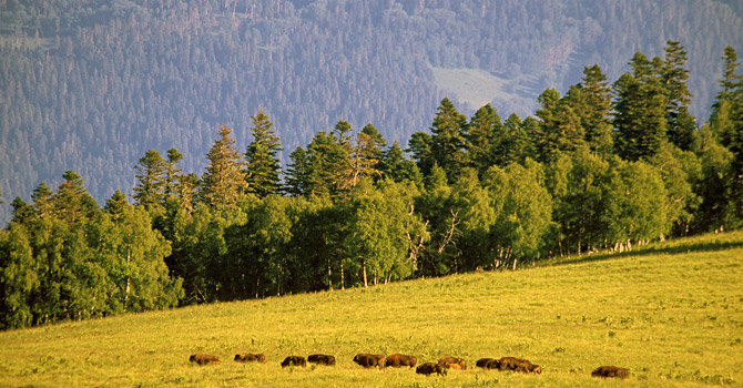 EBCC European Bison Conservation Center